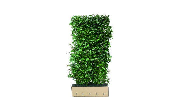Quickhedge Acer Campestre • Gras en Groen Hagen