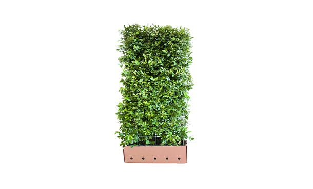 Quickhedge Elaeagnus ebbingei • Gras en Groen Hagen