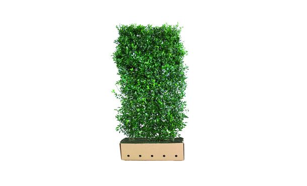 Quickhedge llex meserveae 'Heckenpracht' • Gras en Groen Hagen