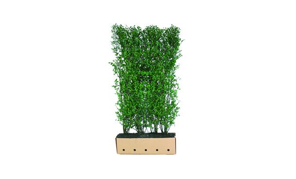 Quickhedge Ligustrum ovalifolium • Gras en Groen Hagen