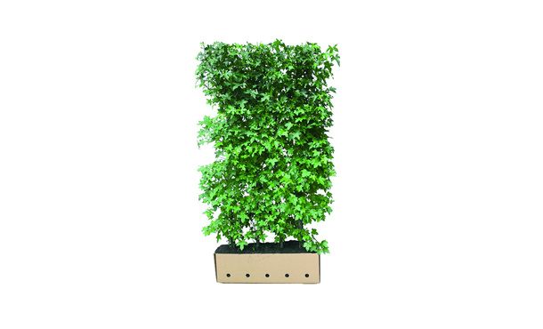 Quickhedge Liquidambar styraciflua • Gras en Groen Hagen