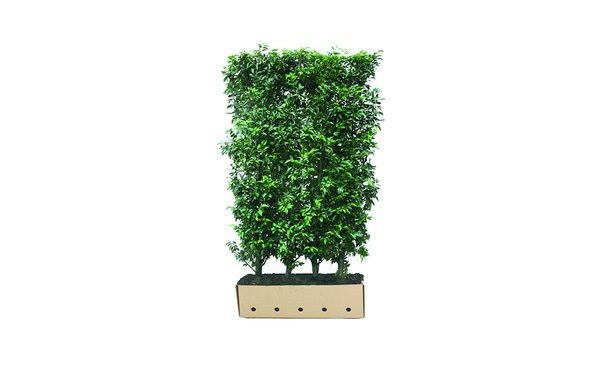 Quickhedge Prunus lusitanica 'Angustifolia' • Gras en Groen Hagen
