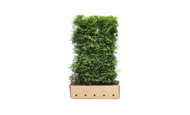 Quickhedge Thuja occidentalis 'Brabant' • Gras en Groen Hagen