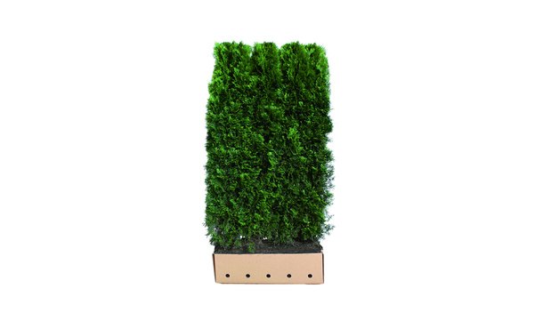 Quickhedge Thuja occidentalis 'Smaragd' • Gras en Groen Hagen