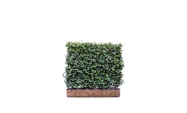 • Gras en Groen Hagen