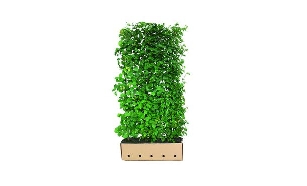 Quickhedge Tilia cordata • Gras en Groen Hagen