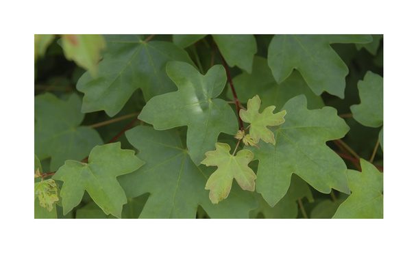 Quickhedge Acer Campestre • Gras en Groen Hagen