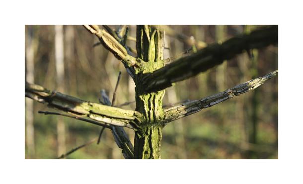 Quickhedge Acer Campestre • Gras en Groen Hagen