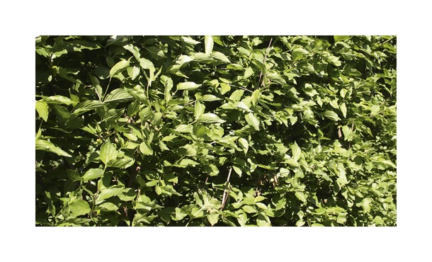 Quickhedge Cornus mas • Gras en Groen Hagen