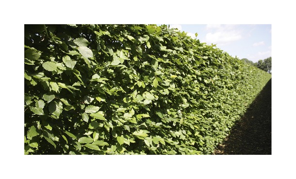 Quickhedge Carpinus betulus • Gras en Groen Hagen