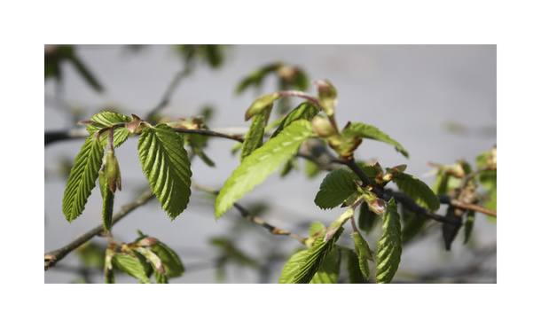 Quickhedge Carpinus betulus • Gras en Groen Hagen