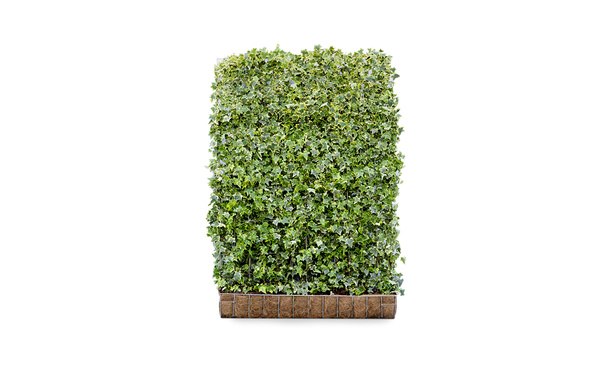 • Gras en Groen Hagen