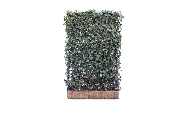 • Gras en Groen Hagen