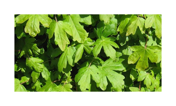 Acer Campestre - Veldesdoorn • Gras en Groen Hagen