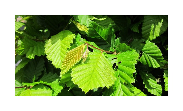 Haagbeuk - Carpinus betulus • Gras en Groen Hagen