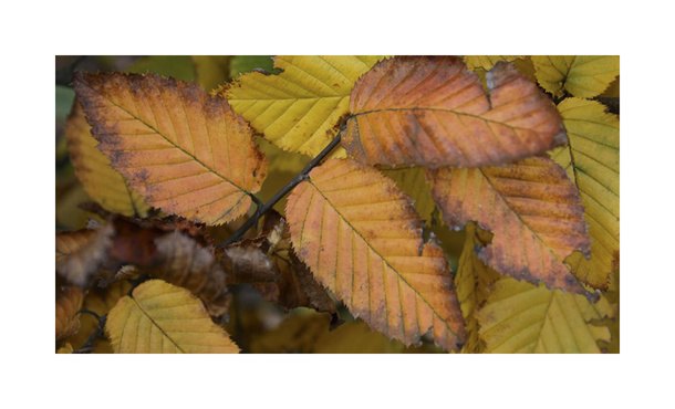 Haagbeuk - Carpinus betulus • Gras en Groen Hagen