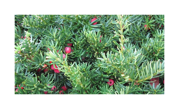 Taxus - Taxus Baccata • Gras en Groen Hagen