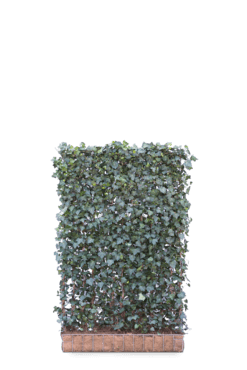 Hedera schutting Hibernica - 180 cm - Metaal • Gras en Groen Schuttingen
