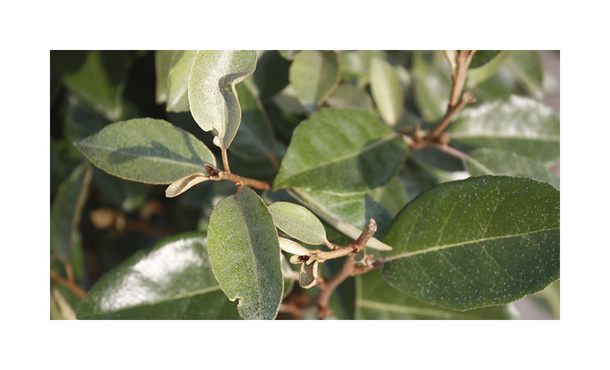 Olijfwilg - Elaeagnus ebbingei • Gras en Groen Hagen