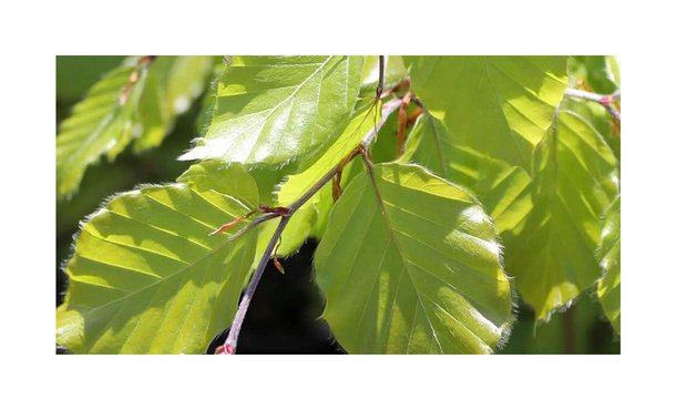 Groene beuk - Fagus Sylvatica • Gras en Groen Hagen