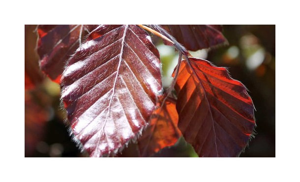 Rode beuk - Fagus Sylvatica 'Atropunicea' • Gras en Groen Hagen