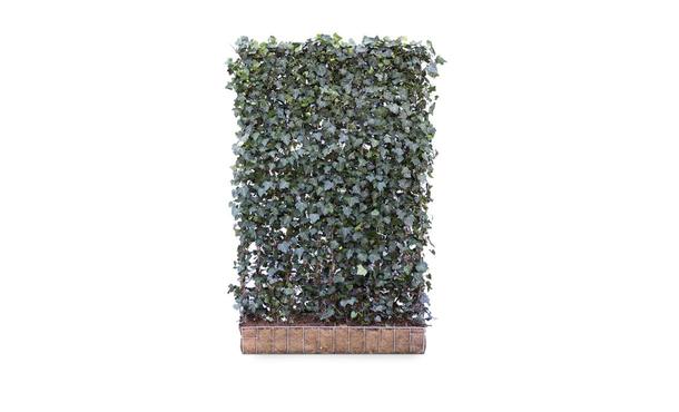 Hedera schutting hibernica - 180 cm - metaal • Gras en Groen Schuttingen