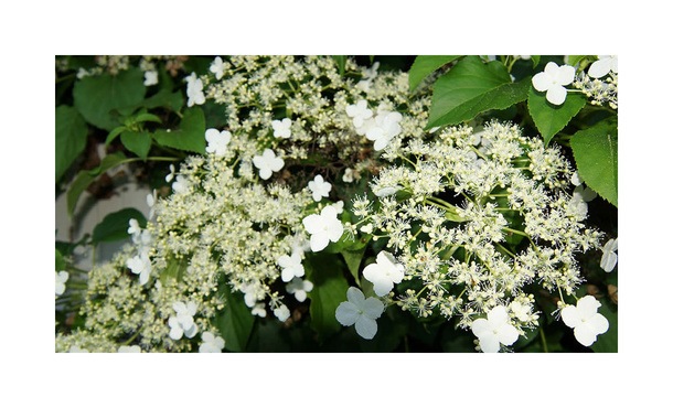 Klimhortensia - Hydrangea anomala petiolaris • Gras en Groen Hagen
