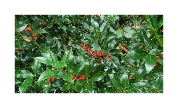 Gewone Hulst - Ilex aquifolium • Gras en Groen Hagen