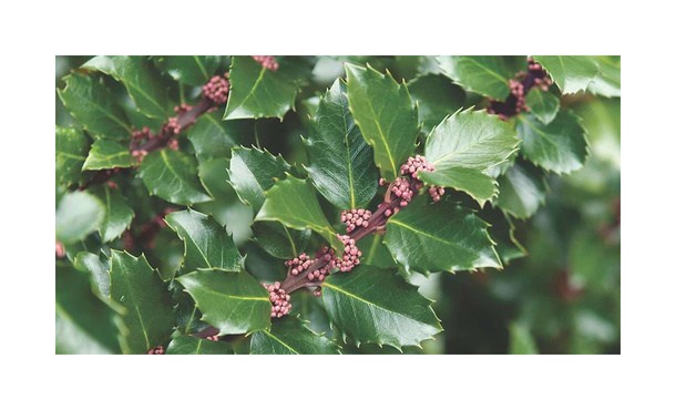 Hulst Blue Prince - Ilex meserveae • Gras en Groen Hagen