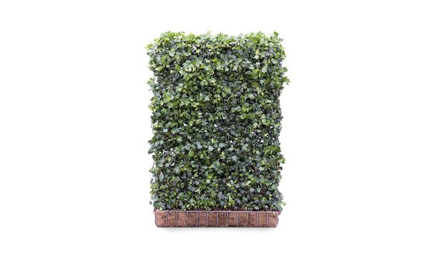 Hedera schutting Green Ripple - 180 cm - hardhout • Gras en Groen Schuttingen