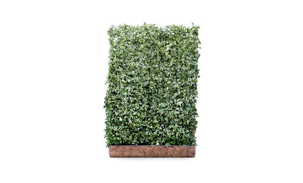 Hedera schutting White Ripple - 180 cm - hardhout • Gras en Groen Schuttingen