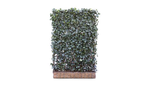 Hedera schutting Woerner- 180 cm - hardhout • Gras en Groen Schuttingen