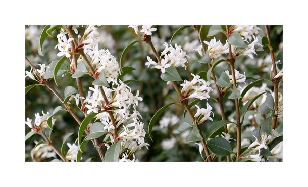 Schijnhulst - Osmanthus x burkwoodii • Gras en Groen Hagen