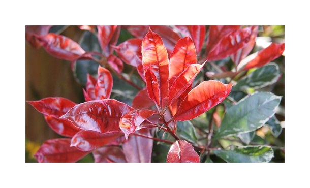 Glansmispel - Photinia fraseri 'Red Robin' • Gras en Groen Hagen