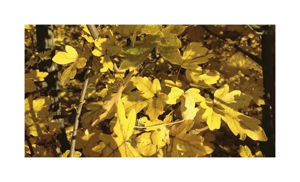 Quickhedge Acer Campestre • Gras en Groen Hagen