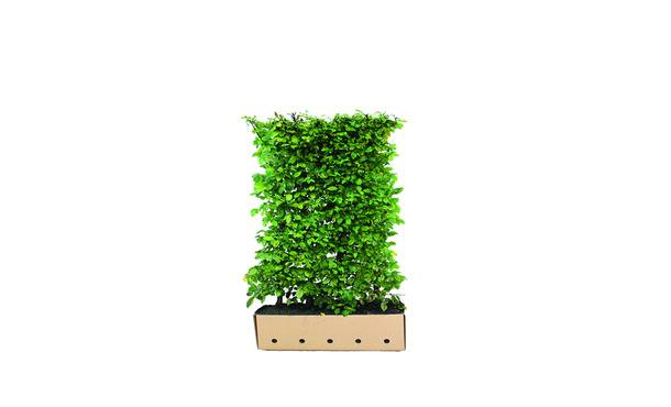 Quickhedge Carpinus betulus • Gras en Groen Hagen