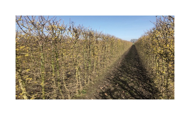 Quickhedge Cornus mas • Gras en Groen Hagen