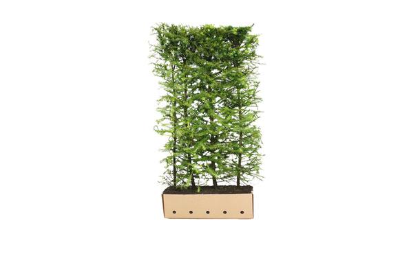 Quickhedge Larix Kaempferi • Gras en Groen Hagen