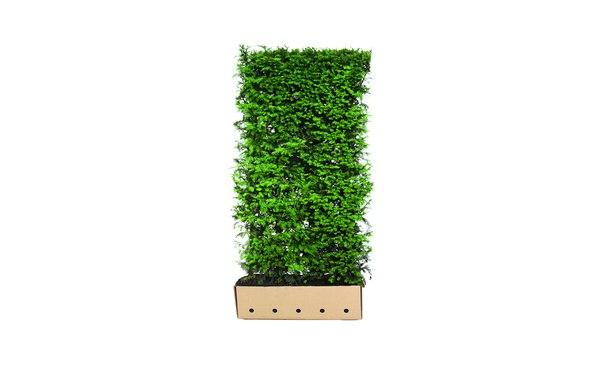 Quickhedge Taxus baccata • Gras en Groen Hagen